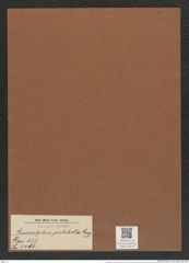 Biddulphia pulchella Gray (de-Toni-Nr.: Genus 123, Species 3466) Zeichnungen Sammlung Grunow Mappe 03670 (Herbarium_W_Grunow_drawings_Folder_03670)